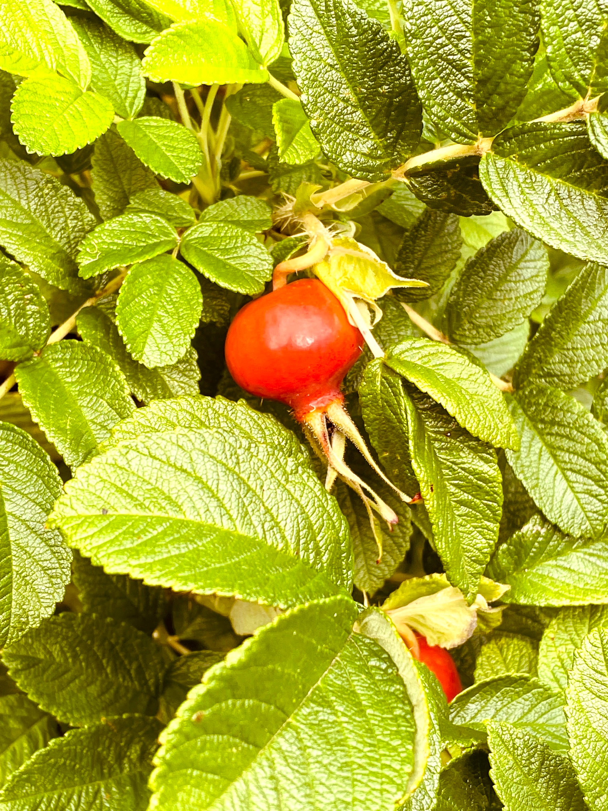 Growing Tomatoe Surrounded By Leaves